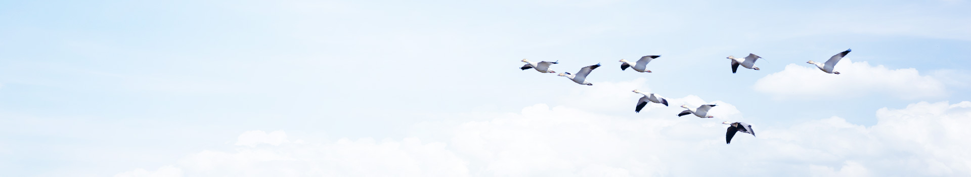 culture_banner05